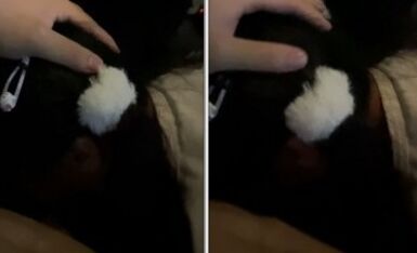 美露脸极品少女洛丽塔『喵喵』户外 01